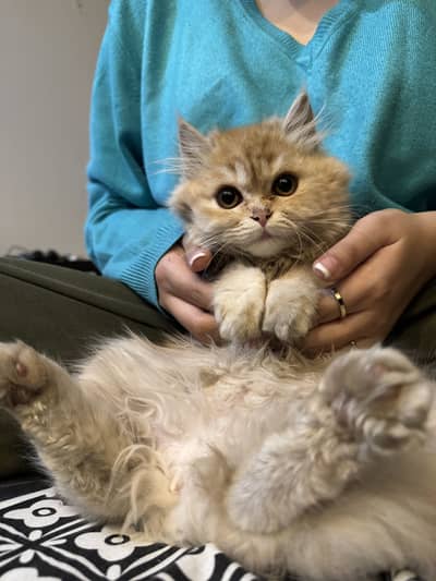 Light brown Persian Kitten