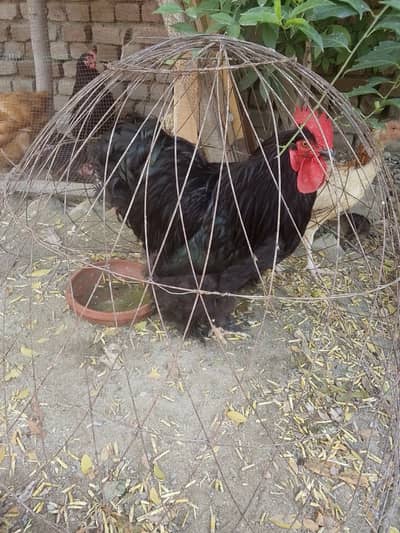 Blackbuff pair for sale, age 10 months