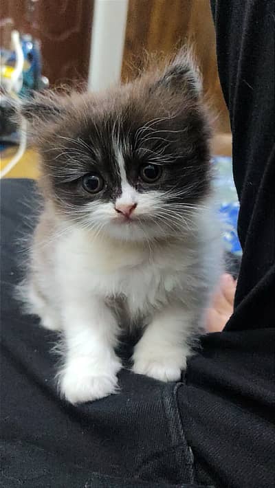Persian Kitten