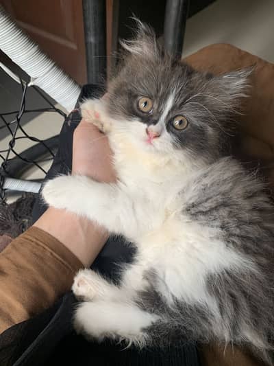 Persian Kitten