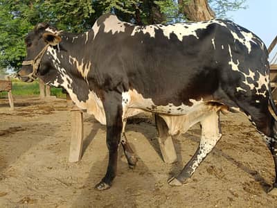 Qurbani 2026 | Bachra | Wacha | bull | Bachry | Desi bachrae | Bulls