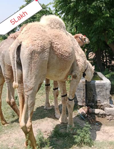 CAMELS/QURBANI CAMELS/ISLAMABAD CAMELS 03125173572