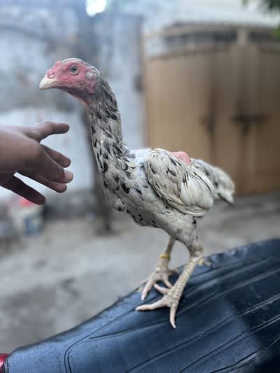 Panus Madi Full ready for eggs
