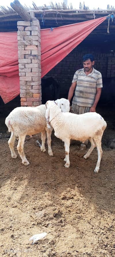 Nasli dumba for Sale Urgent