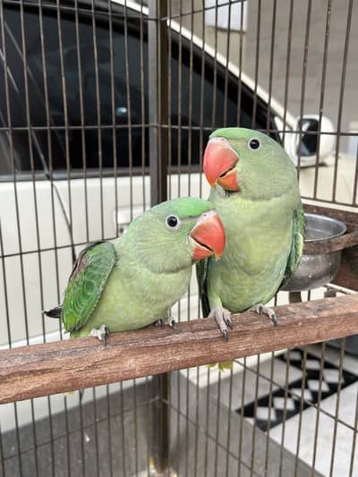 Raw parrot for sale