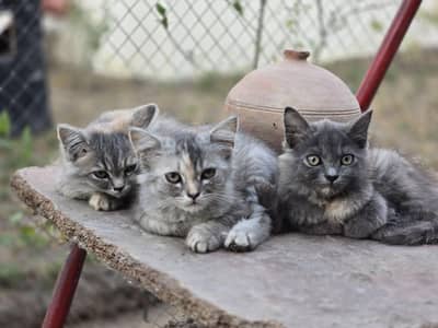 cat female available  3 items