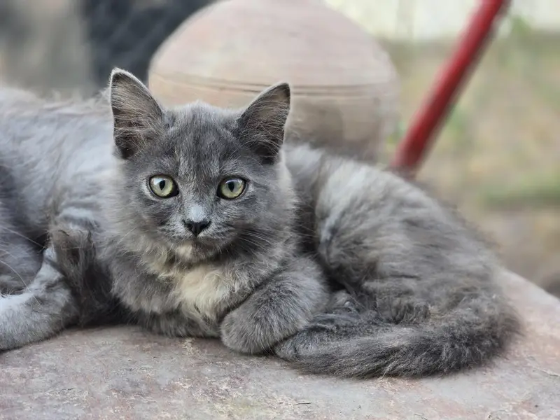 cat female available  3 items — photo 2