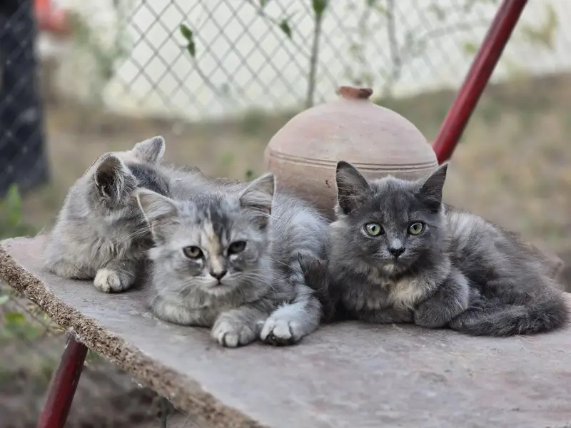 cat female available  3 items — photo 3