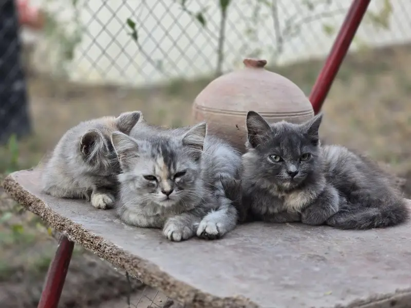 cat female available  3 items — photo 4
