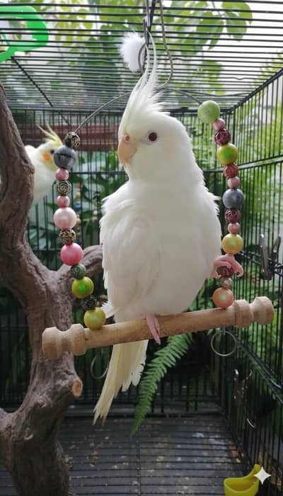 Cocktail Confirm Tame Pair
