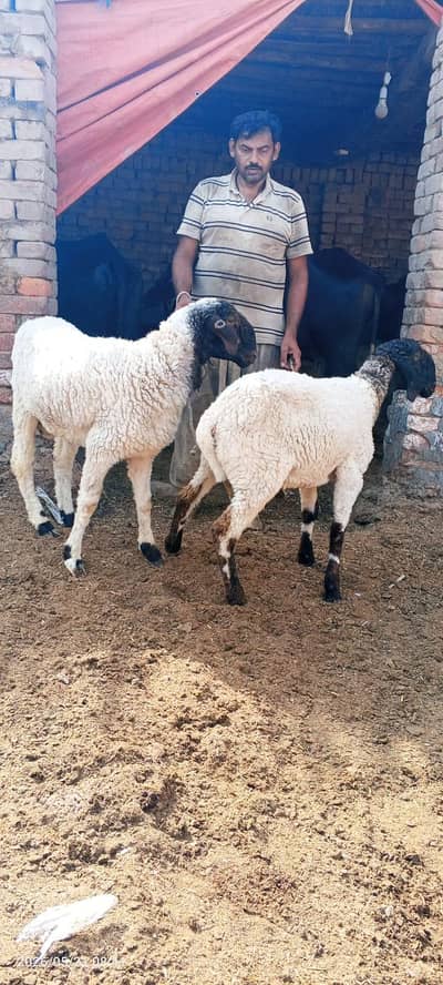 Dumba  Pair For Urgent Sale