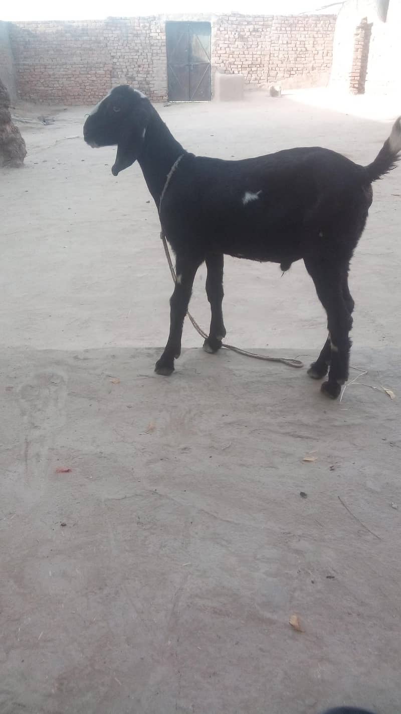 Bakra ha 0