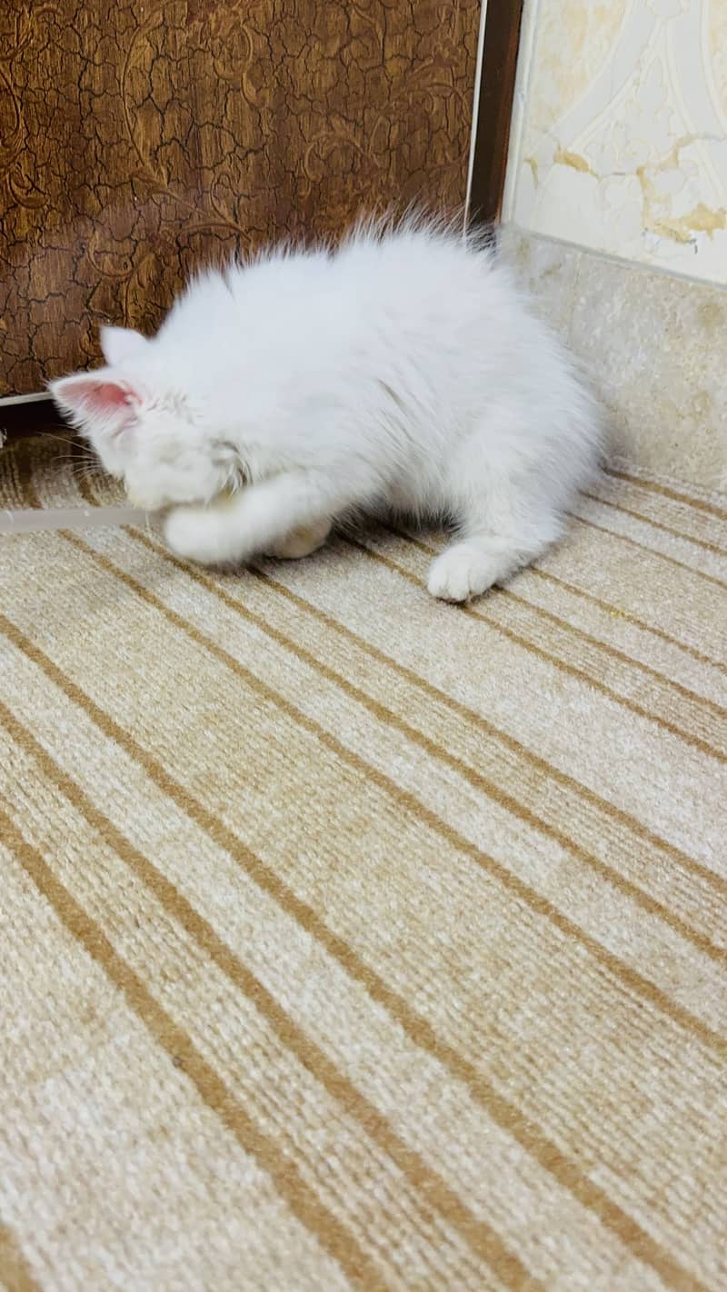 Kitten 0