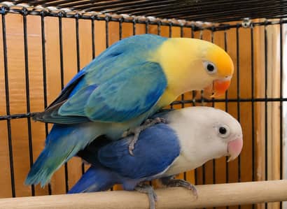 love birds