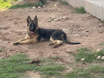 German Shepard female puppy