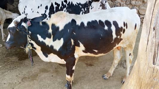 Qurbani k leay donda wacha