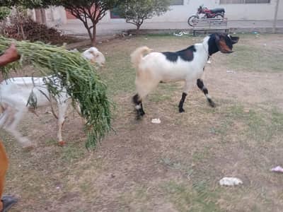 Bakra