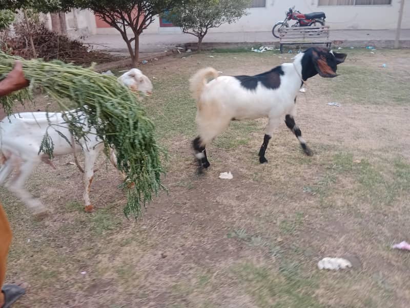Bakra 0