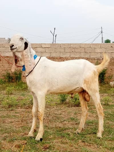 Rajanpuri Kheera Bakra For Qurbani – Eid ul Adha 2026