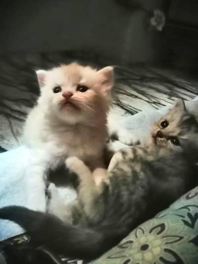 Persian Male Kittens For Sell