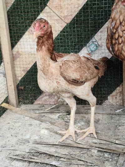 main wali breeder for sale