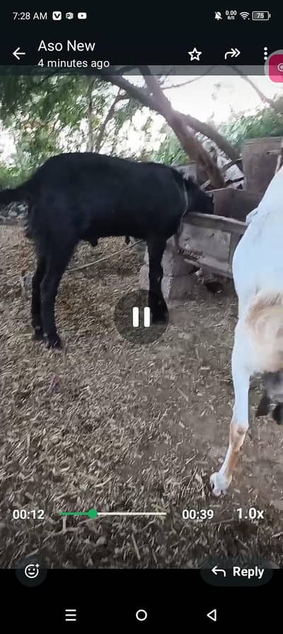 Qurbani Bakra desi