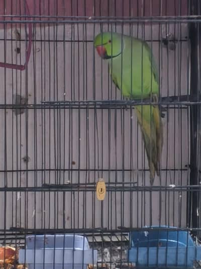 breeder pair ha baty be krty hn