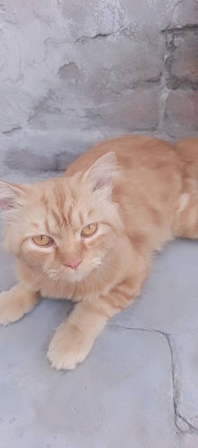 cool cat,