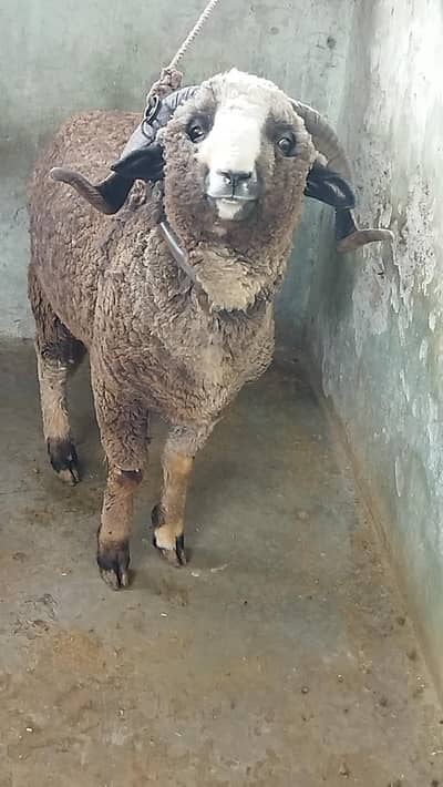 Beautiful Male sheep