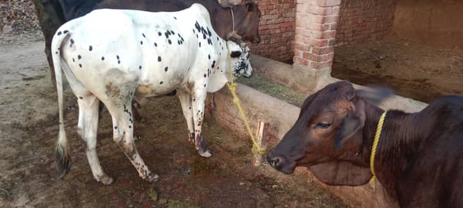 Healthy male bulls available final 175