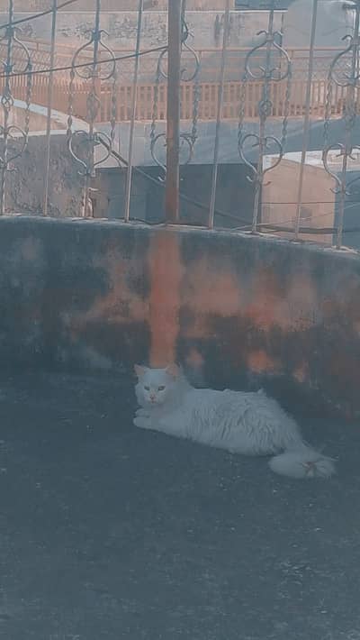 Triple coat persion cat