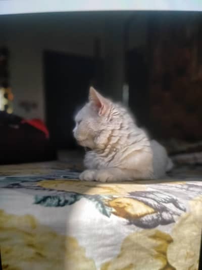 white persian