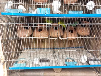 cage ka Sath sel Karen ha
