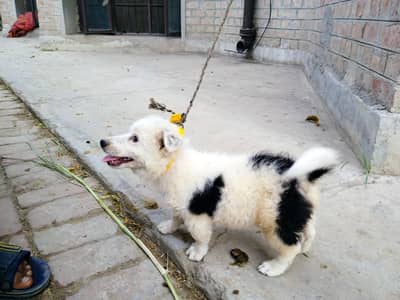 dog for sale