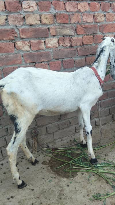 female for sale 2dane