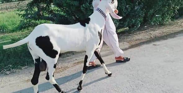 2 Dant VIP Bakra Available03033477978