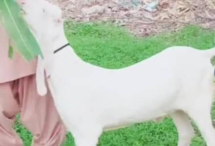  2 Dant VIP Bakra Available  03033477978