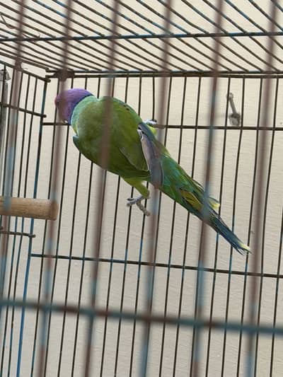 Plum head parrots
