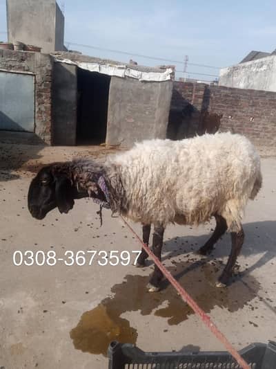 Animal best for qurbani