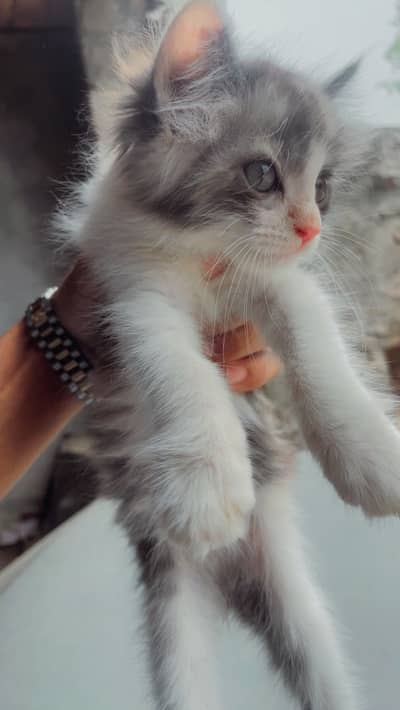 Persian Top Quailty