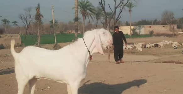  2 Dant VIP Bakra Available  03033477978