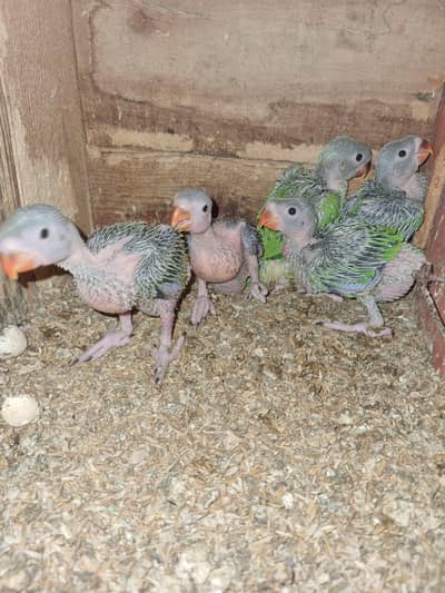 Ringneck child for sale