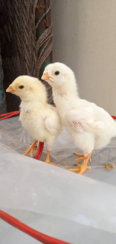 White O Shamo Chicks for Sale