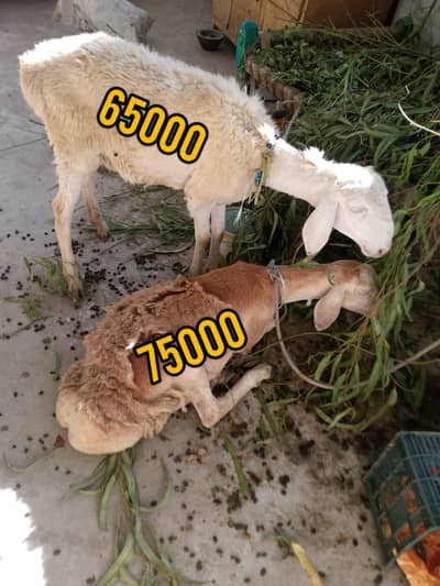 dunbia contact 03139130296