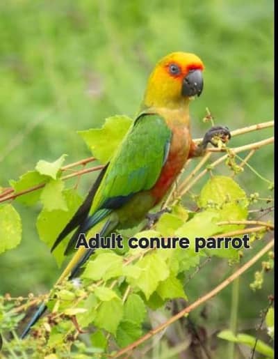 jhanda conure English breed