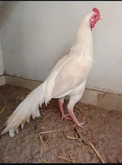 pure Heera aseel white nok nali long tell khoobsurst active healthy m