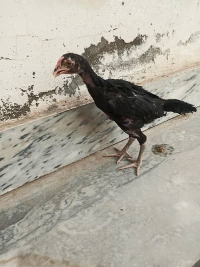 Aseel Mianwali