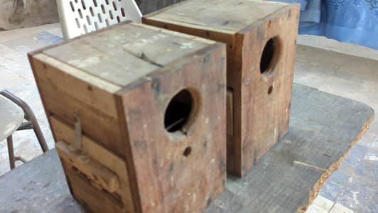 2 Lovebirds Size Boxes