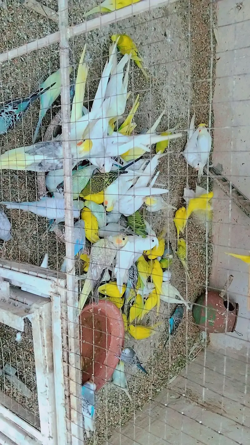 Australian parrots breeding pairs available — photo 2