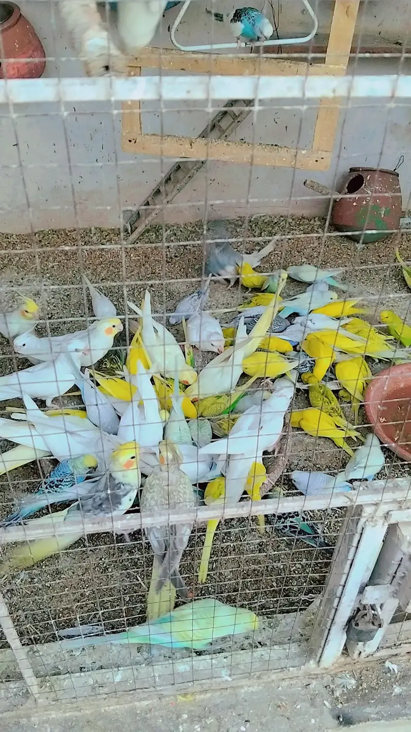 Australian parrots breeding pairs available — photo 3
